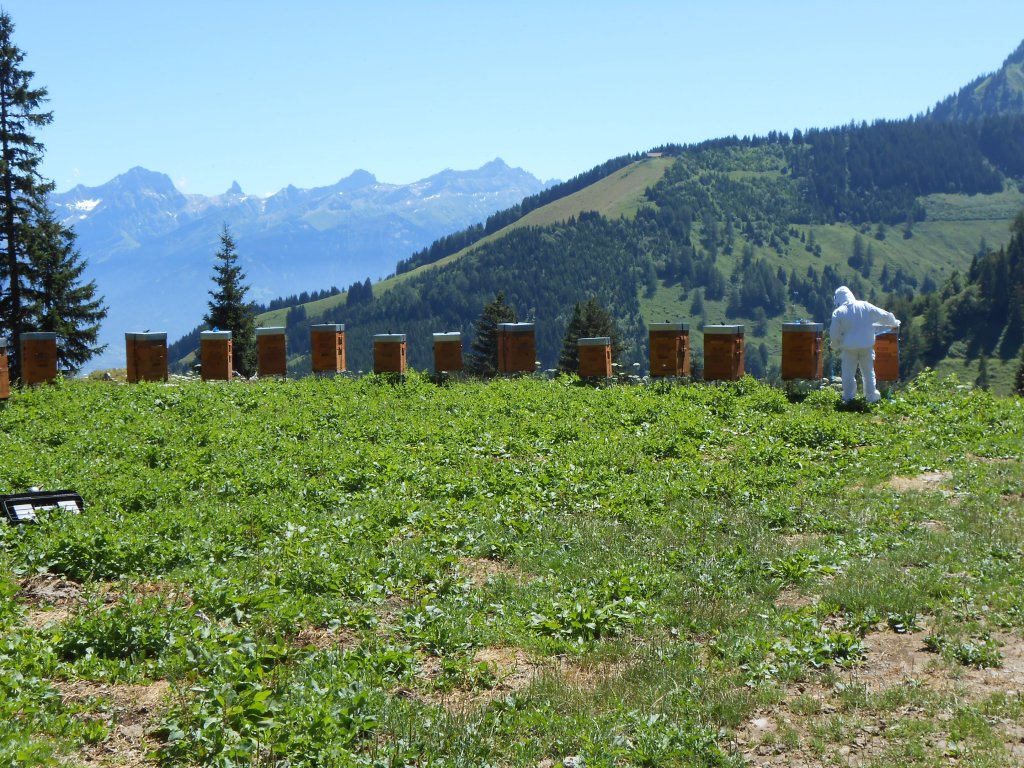 miel de montagne, suisse, apiculteur, carrupt-miel.ch